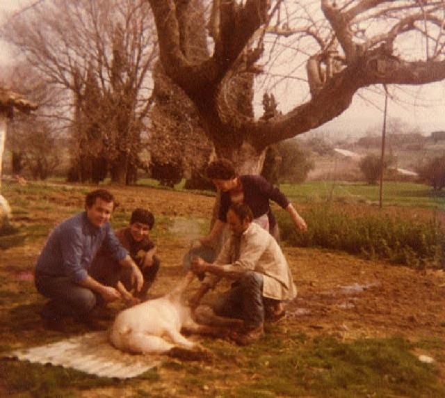 χοιροσφαγια