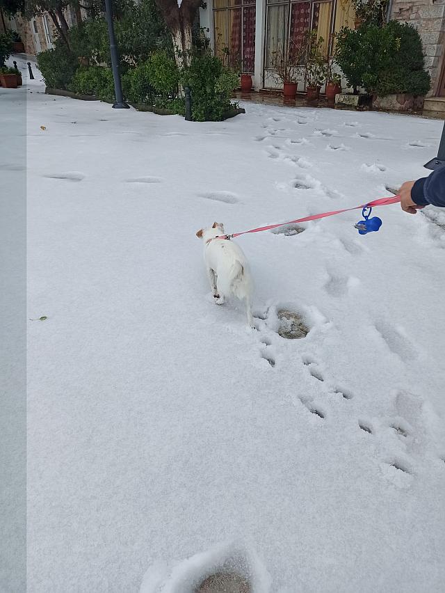 Χιόνια στ'Ανώγεια - (Φωτογραφία Αριστέα Άρια)