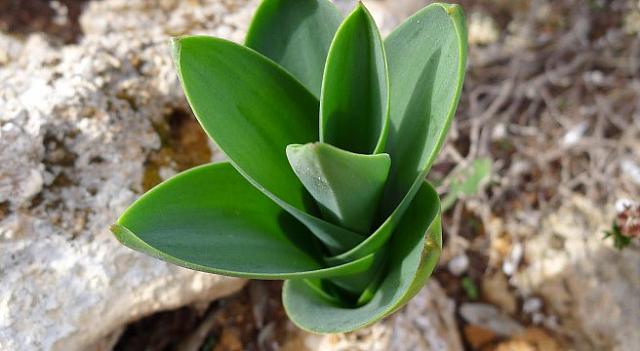 ασκελετουρα