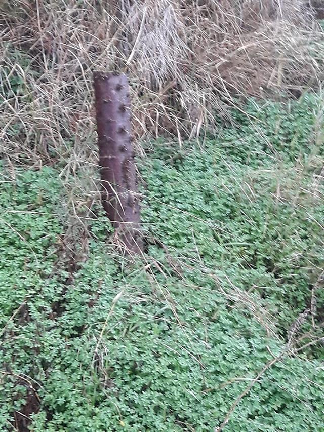 δεντρο κοπη