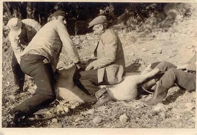 χοιροσφαγια