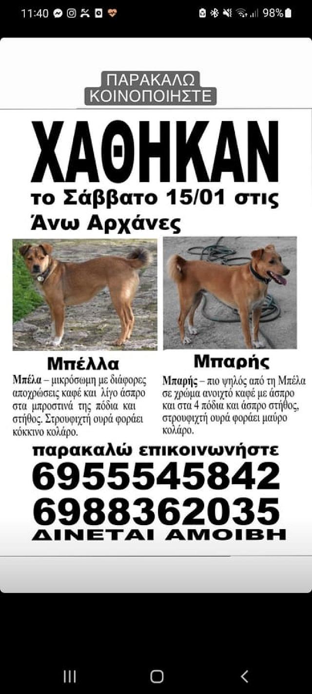 σκύλοι χάθηκαν 