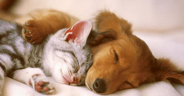 ΚΑΤΟΙΚΙΔΙΑ