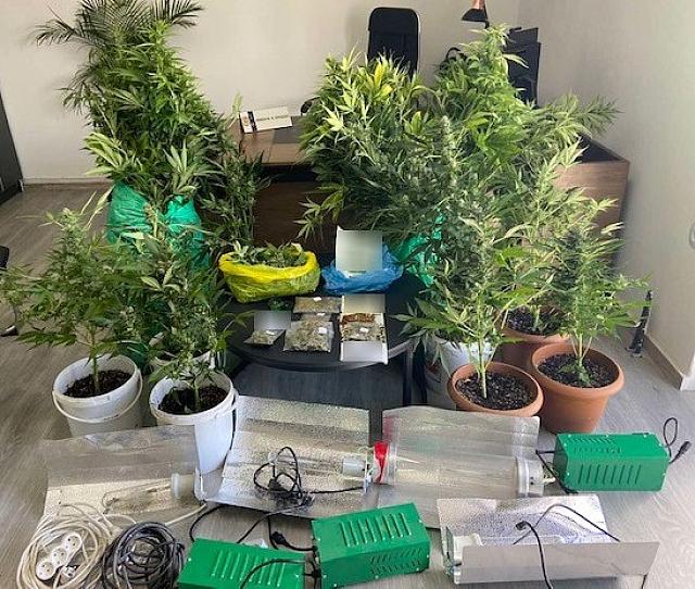 Ναρκωτικά δενδρύλλια κάνναβης