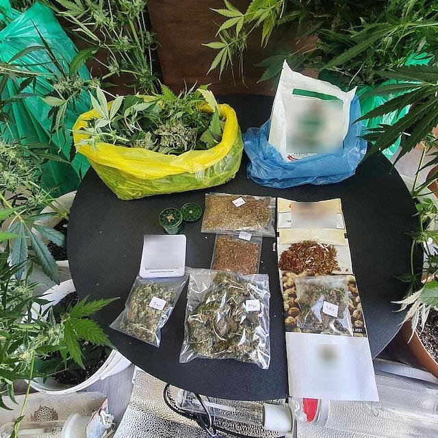 Ναρκωτικά δενδρύλλια κάνναβης