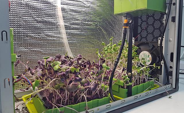 μικρολαχανικά