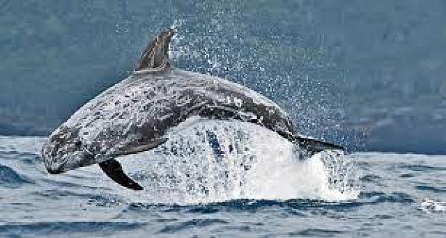 Τα πιο εντυπωσιακά θαλάσσια θηλαστικά 