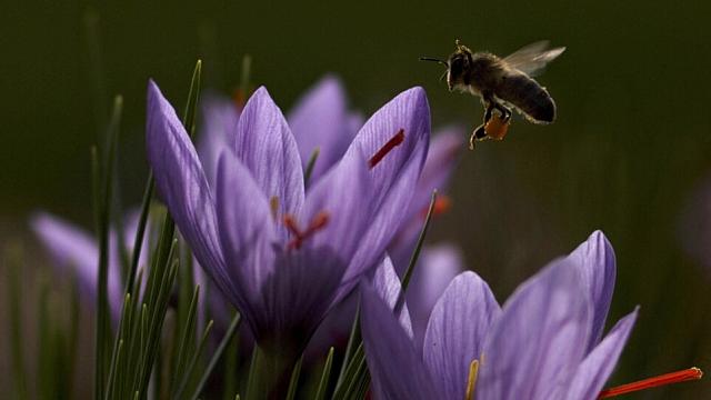 Ο κρόκος κατάγεται από την Ελλάδα της Εποχής του Χαλκού