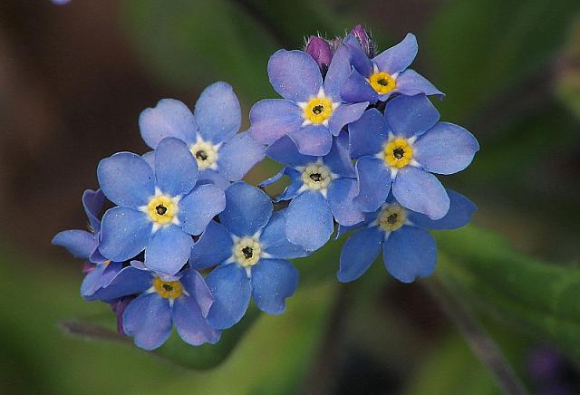 Μη με λησμόνει