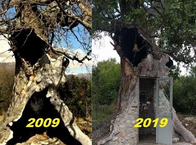 δεντροκκλησιά αγίου Παισίου