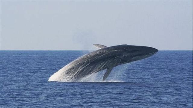 Τα πιο εντυπωσιακά θαλάσσια θηλαστικά 