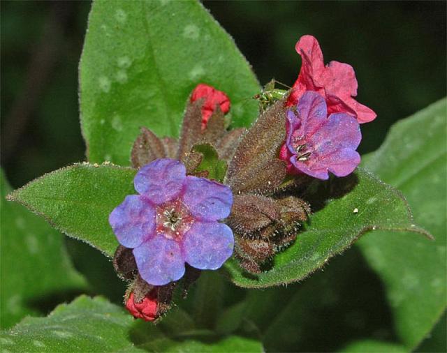 Πουλμονάρια
