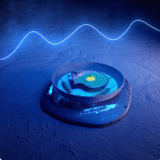 σεφ σπέρχος