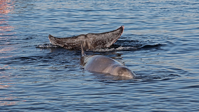 Τα πιο εντυπωσιακά θαλάσσια θηλαστικά 