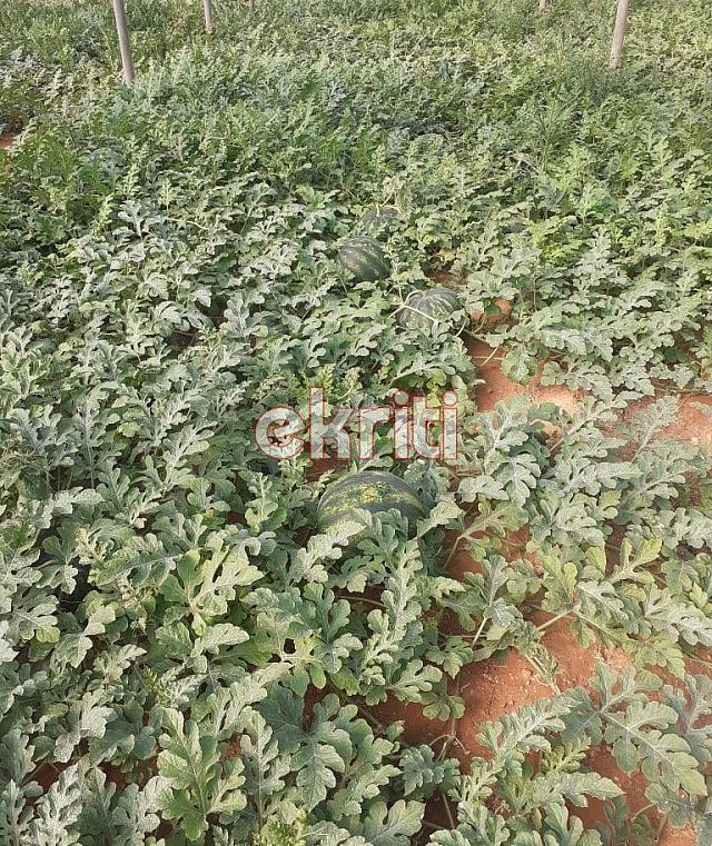 καρπούζια τυμπάκι