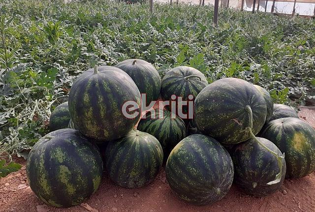 καρπούζια τυμπάκι