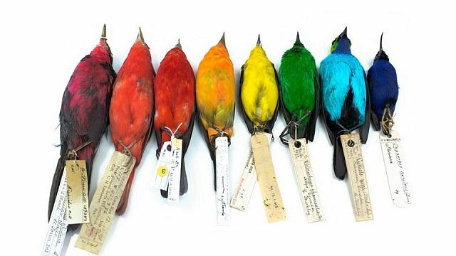 Τα πτηνά που ζουν κοντά στον Ισημερινό είναι πιο πολύχρωμα 