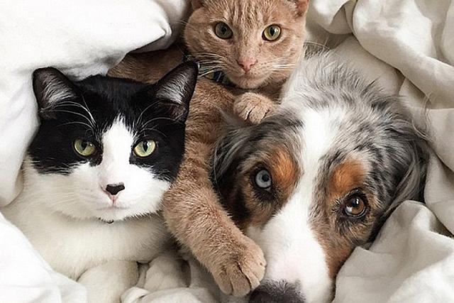 κατοικιδια