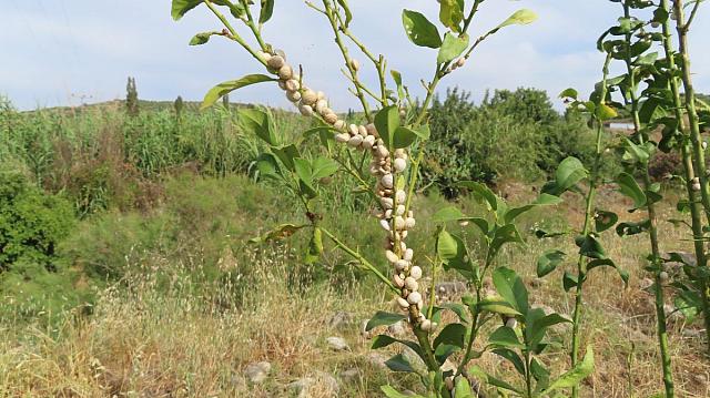 χοχλιδάκια