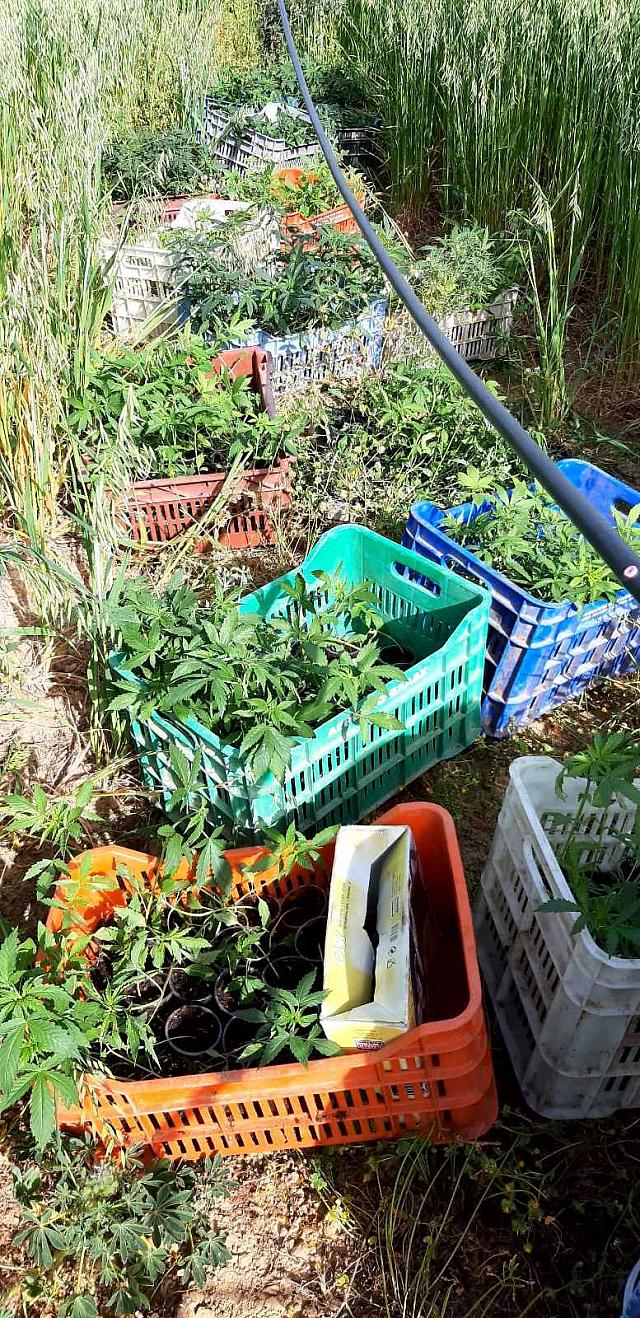 δενδρύλλια κάνναβης