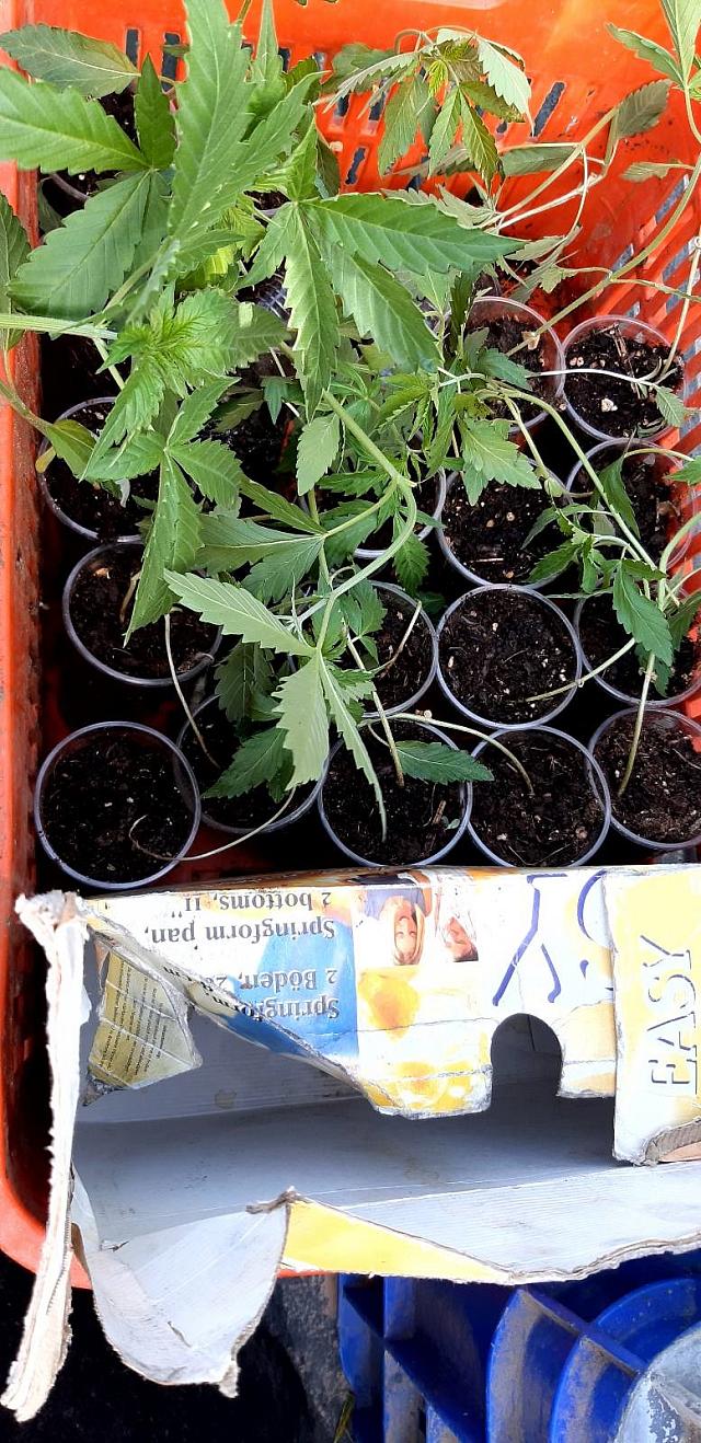 δενδρύλλια κάνναβης