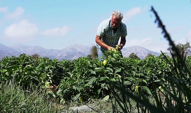 ντοματες λασιθι