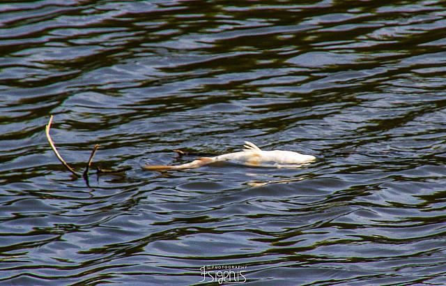 αποσελέμης νεκρά ψάρια