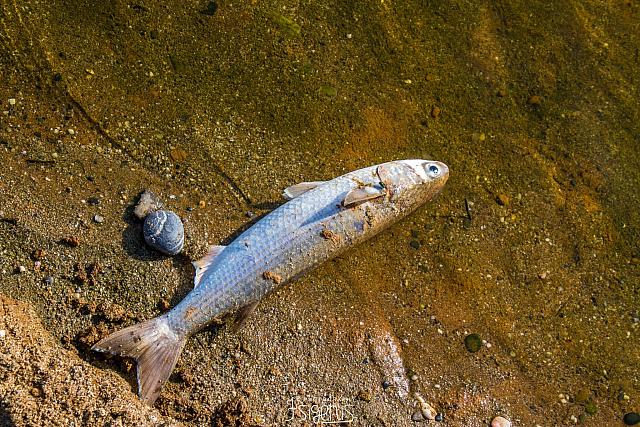 αποσελέμης νεκρά ψάρια