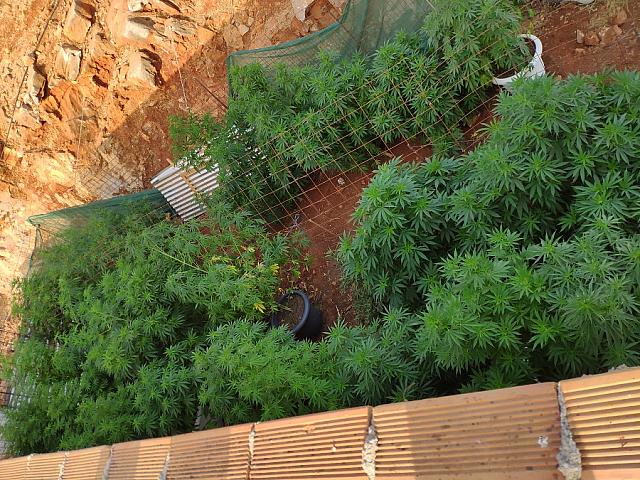 μυλοπόταμος ναρκωτικά