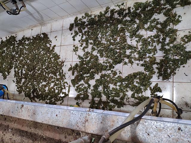 μυλοπόταμος ναρκωτικά