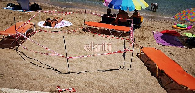 λυγαριά χελώνα