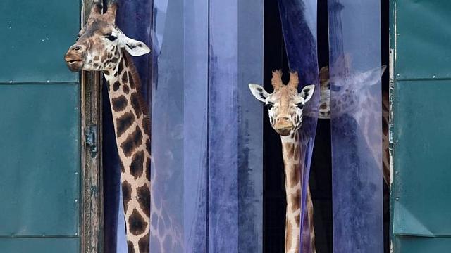 Γιατί η καμηλοπάρδαλη έχει μακρύ λαιμό 