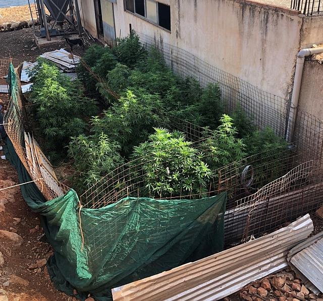 μυλοπόταμος ναρκωτικά