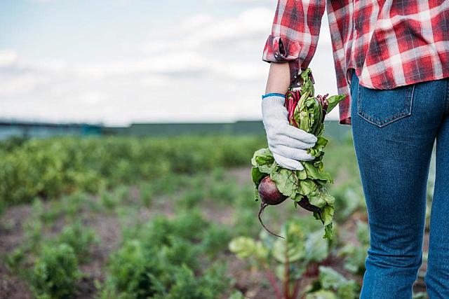 καλλιέργεια (φωτογραφία από create.vista.com)