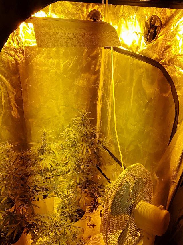 κάνναβη υδροπονία