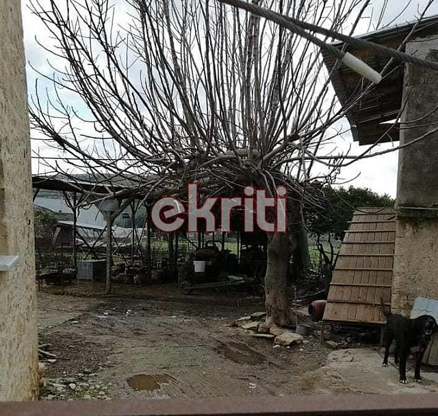 πρόβατα στη Βόννη