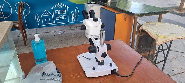 κουνούπια - στερεοσκόπειο