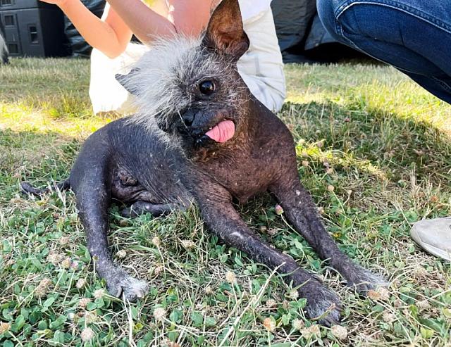 άσχημος σκύλος