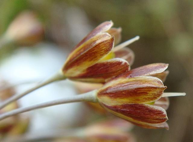 Alium goumenissanum