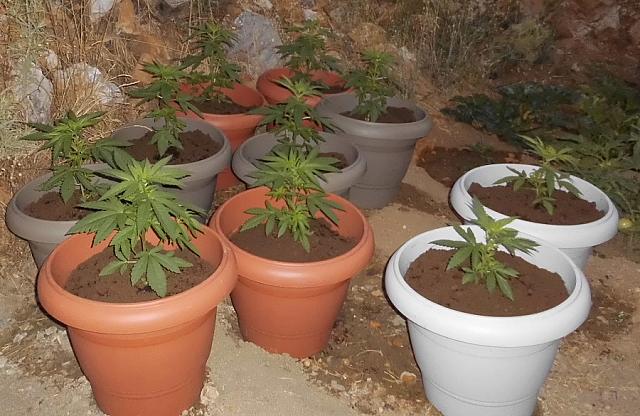 χασίς - Ρέθυμνο