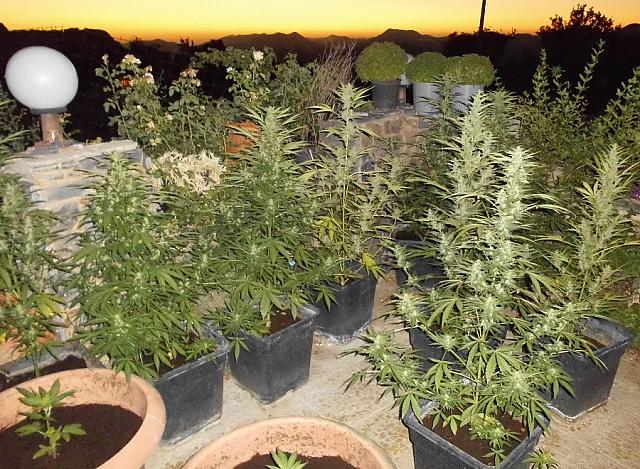 χασίς - Ρέθυμνο