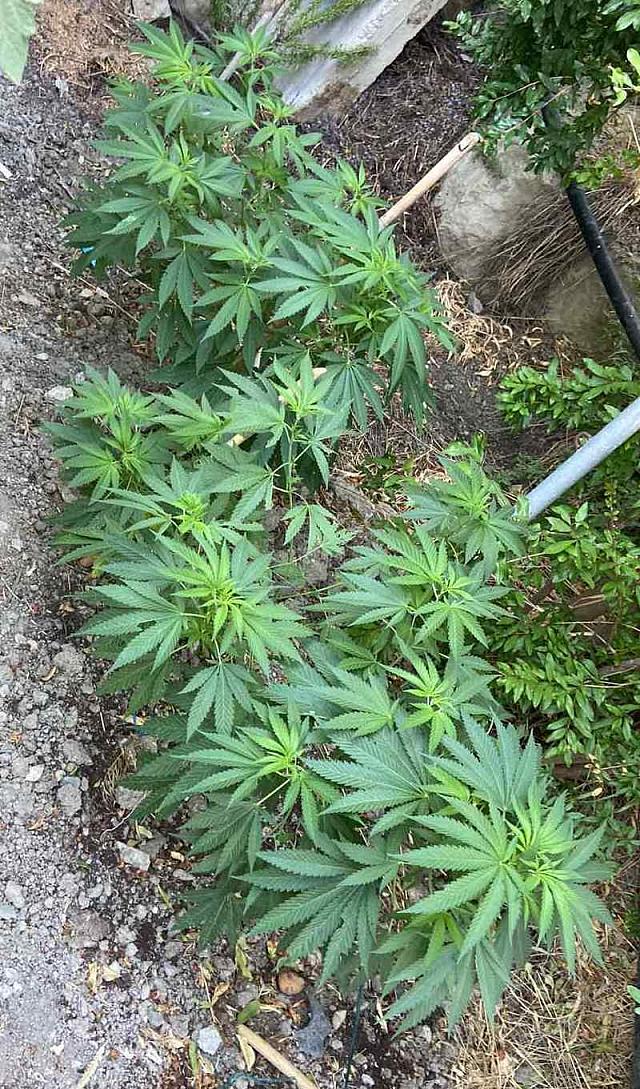 δενδρύλλια κάνναβης