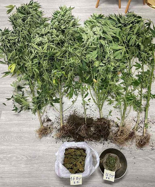 δενδρύλλια κάνναβης