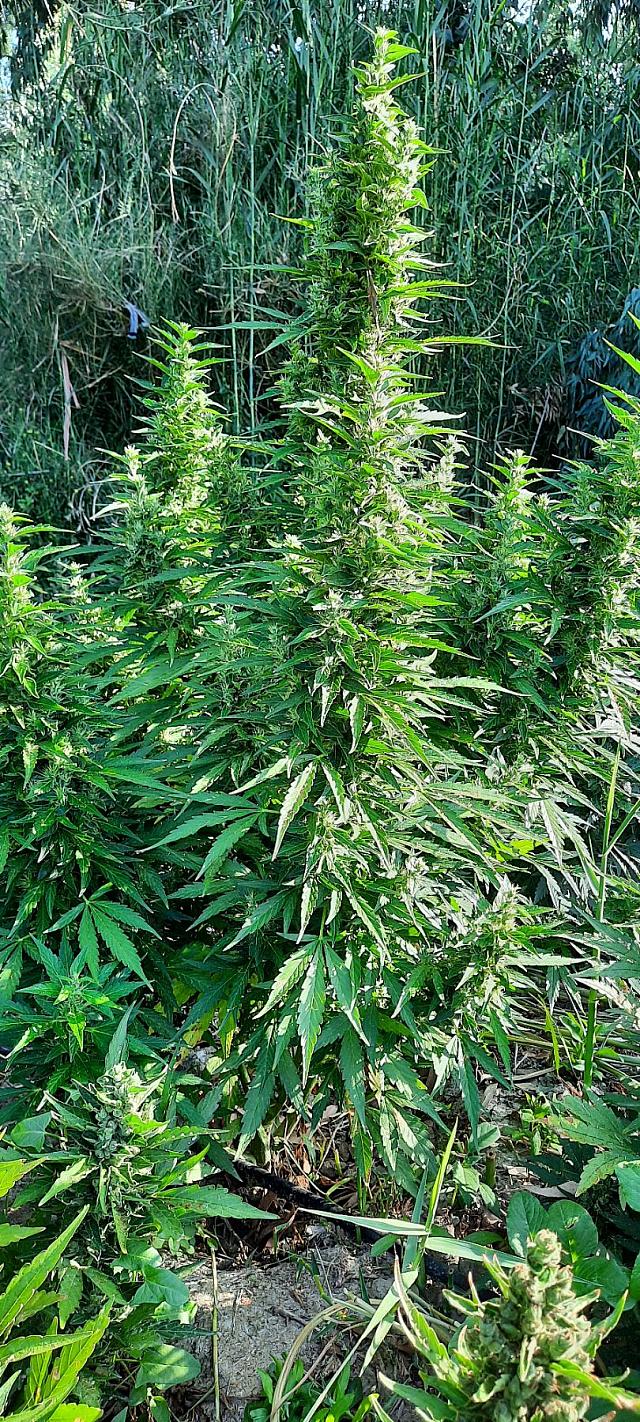 Ηράκλειο: Η μεγάλη αστυνομική επιχείρηση για τη χασισοφυτεία και το κυνήγι των δραστών