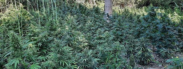 Ηράκλειο: Η μεγάλη αστυνομική επιχείρηση για τη χασισοφυτεία και το κυνήγι των δραστών