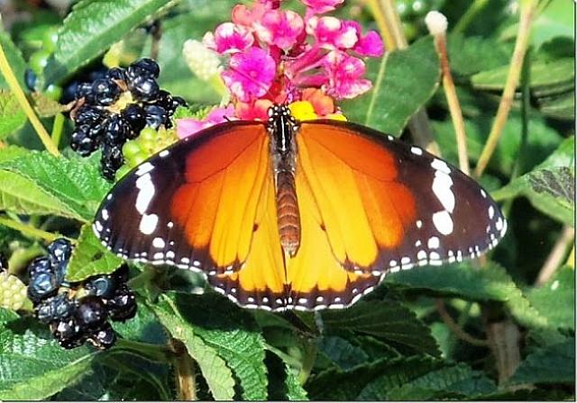 πεταλούδα μονάρχης