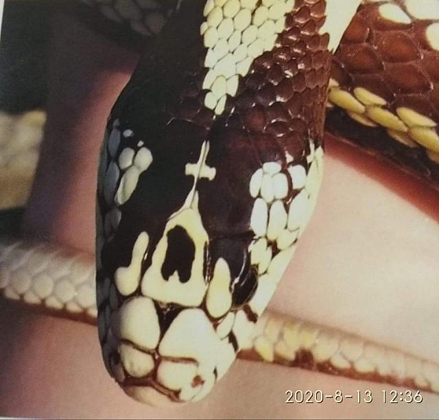 φιδι παναγιας