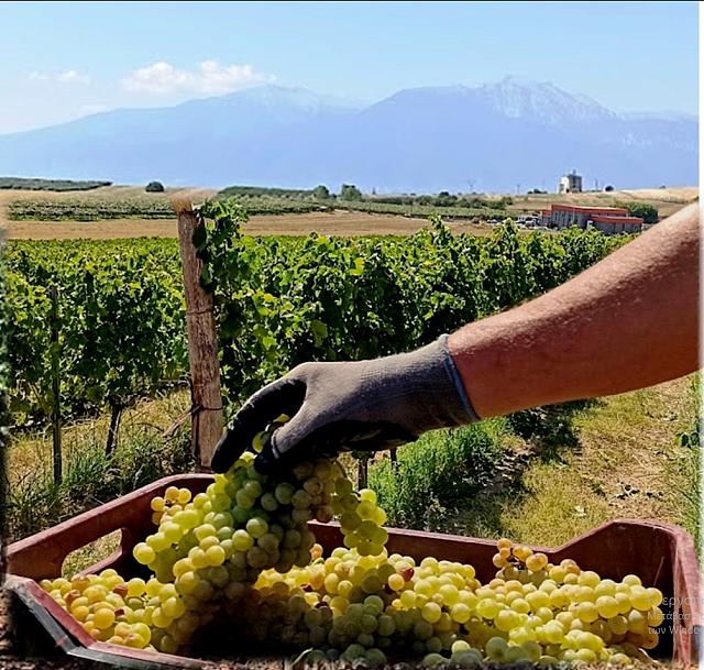 τρυγος πιερια