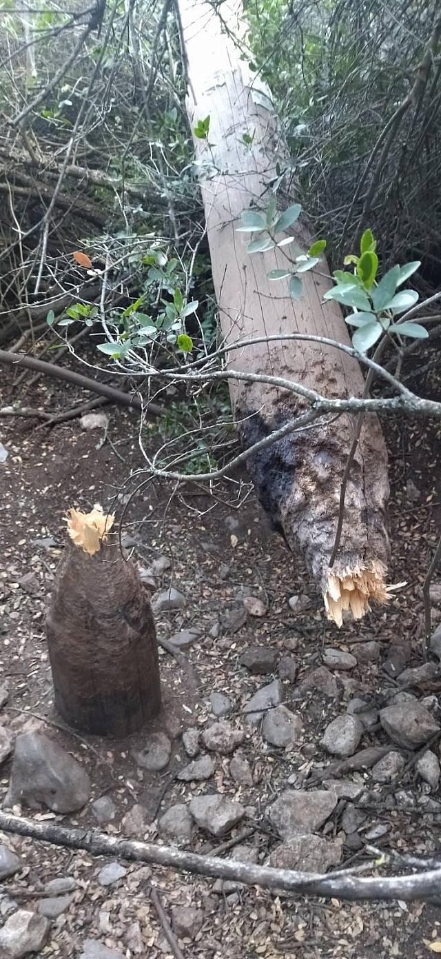 ΑΓΡΙΟΓΟΥΡΟΥΝΑ ΣΤΥΛΟΣ ΔΕΗ