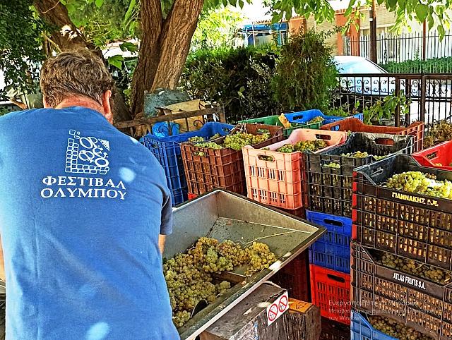 τρυγος πιερια